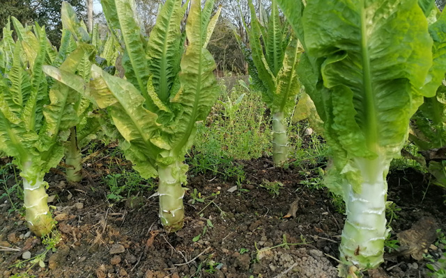 莴笋的高效种植技术要点详解